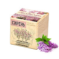 ЭкоКуб «Сирень»