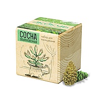 ЭкоКуб «Сосна»