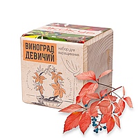 ЭкоКуб «Виноград девичий»