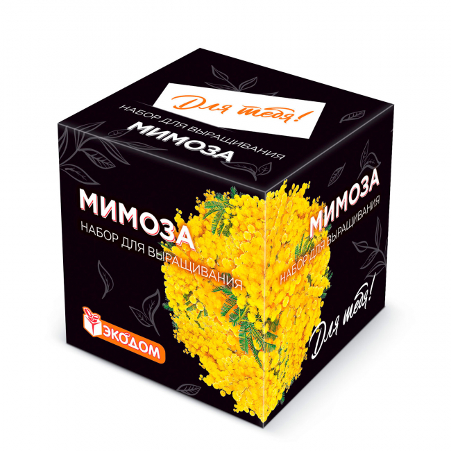 Подарочный набор для выращивания «Для тебя! Мимоза» в кубике ручной работы